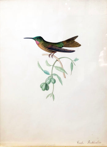 Alphonse Prevost (French, F. 1820-1850), Heliodoxa rubinoides [Fawn-breasted Brilliant Hummingbird]