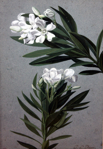 Jean Louis Prévost (c. 1760-1810), Oleander Study