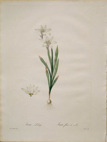 Pierre Joseph Redouté (1759-1840), Ixia Liliage