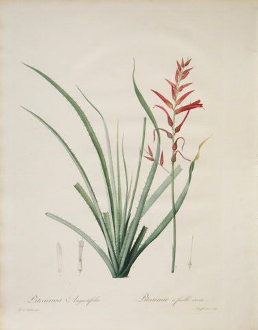 Pierre Joseph Redouté (1759-1840), Pitcairnia Angustifolia