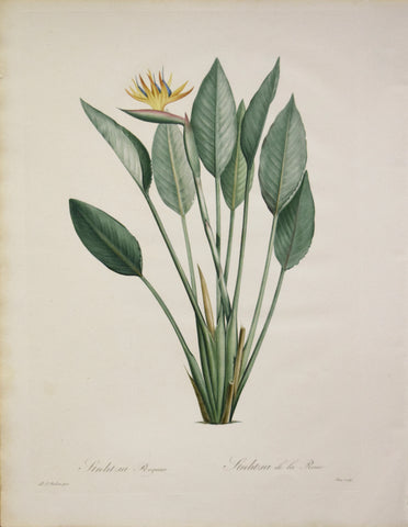 Pierre Joseph Redouté (1759-1840), Strelixia Reginae