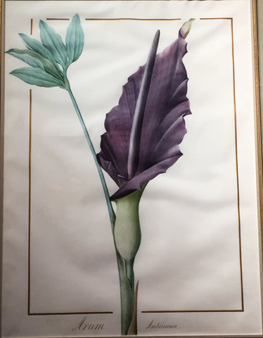 Pierre-Joseph Redouté (Belgian, 1759-1840), "Arum” Arun Amboiseuse