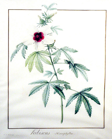 Pierre-Joseph Redouté  (Belgian, 1759-1840), Hibiscus heterophyllus