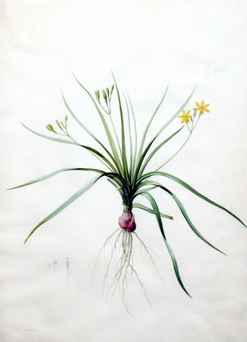 Pierre-Joseph Redouté (Belgian, 1759-1840), “Hirsute Golden Winter Star-Grass” Hypoxia erecta