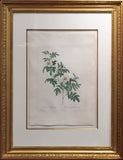 Pierre-Joseph Redouté  (Belgian, 1759-1840), “Rosa Clynophylla” (Droopy-leaved Rose/Clinophylla Thory)