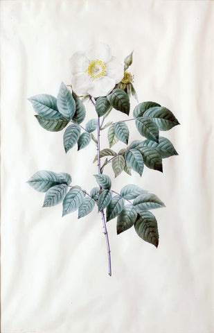 Pierre-Joseph Redouté  (Belgian, 1759-1840), “Rosa Sempervirens Leschenaultiana” (Leschenault’s Rose)
