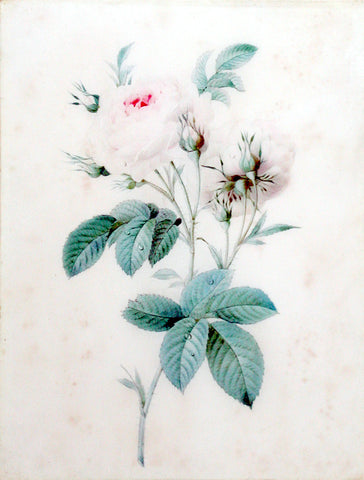 Pierre-Joseph Redouté (Belgian, 1759-1840), Rose still life