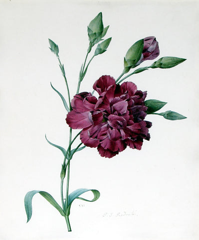 Pierre-Joseph Redouté (Belgian, 1759-1840), A Carnation