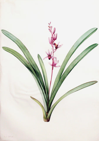 Pierre-Joseph Redouté (Belgian, 1759-1840), “Aloe-leaved Cymbidium” Epidendrum aloifolium