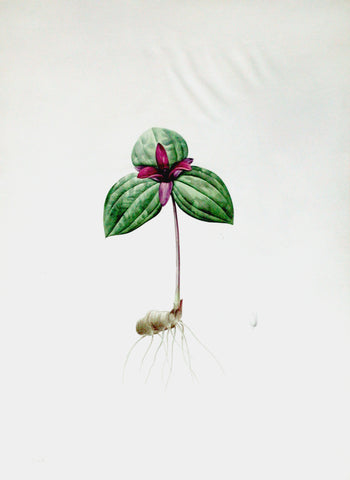 Pierre-Joseph Redouté (Belgian, 1759-1840), “Sessile-Wake-Robin” Trillium sessile