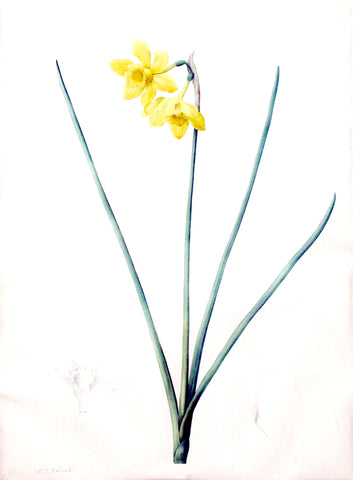 Pierre-Joseph Redouté (Belgian, 1759-1840), “Fragrant Daffodil” Narcissus odorus