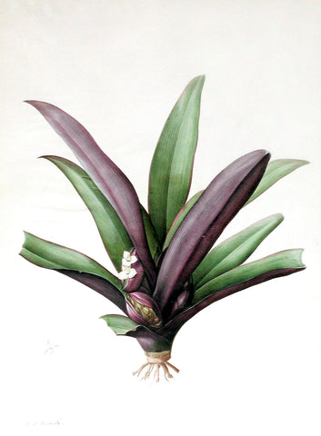 Pierre-Joseph Redouté  (Belgian, 1759-1840), “Oyster Plant or Boat Lily” Tradescantia discolor