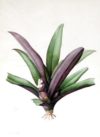Pierre-Joseph Redouté (Belgian, 1759-1840), “Oyster Plant or Boat Lily” Tradescantia discolor