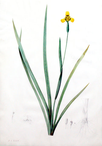 Pierre-Joseph Redouté (Belgian, 1759-1840), “Martinico Iris” Iris martinicensis