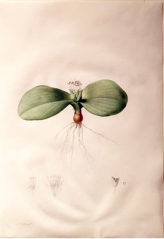 Pierre-Joseph Redouté (Belgian, 1759-1840), “Pustulate Massonia” Massonia pustulata