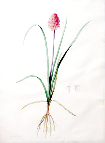 Pierre-Joseph Redouté (Belgian, 1759-1840), “Abyssinian Kniphofia” Veltheimia abyssinica