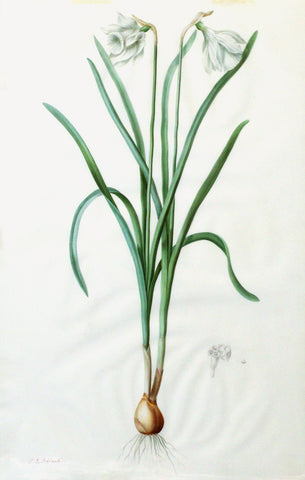 Pierre-Joseph Redouté (Belgian, 1759-1840), “Wild White Muskdaffodil” Narcissus candidissimus