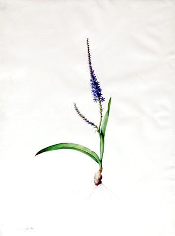 Pierre-Joseph Redouté  (Belgian, 1759-1840), “Foxtail Micranthus” Ixia plantaginea