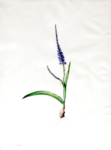 Pierre-Joseph Redouté (Belgian, 1759-1840), “Foxtail Micranthus” Ixia plantaginea