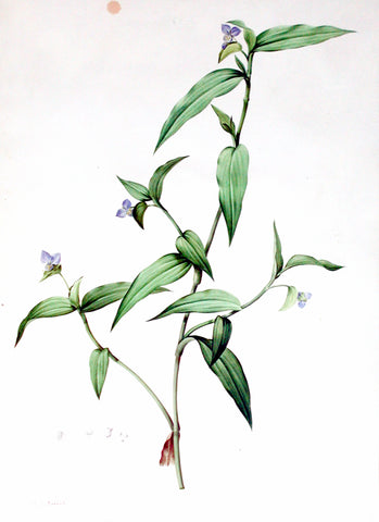 Pierre-Joseph Redouté (Belgian, 1759-1840), “Common Dayflower” Commelina communis