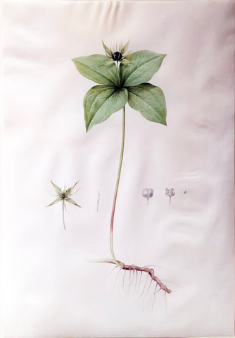 Pierre-Joseph Redouté  (Belgian, 1759-1840), “Herb Paris” Paris quadrifolia