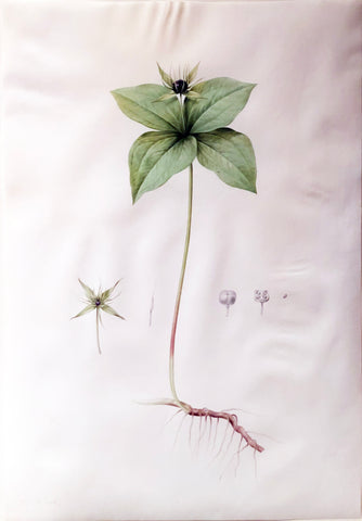 Pierre-Joseph Redouté (Belgian, 1759-1840), “Herb Paris” Paris quadrifolia