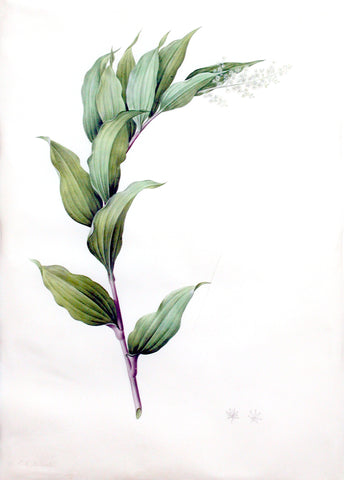 Pierre-Joseph Redouté (Belgian, 1759-1840), “False Solomon’s Seal” Smilcacina racemosa