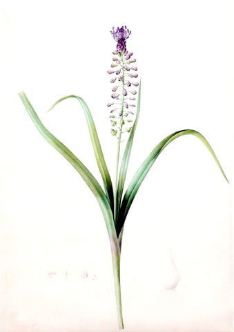 Pierre-Joseph Redouté (Belgian, 1759-1840), “Tassle Hyacinth” Muscari comosum