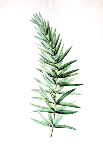 Pierre-Joseph Redouté (Belgian, 1759-1840), “Whorled Solomon’s Seal” Polygonatum verticillatrum