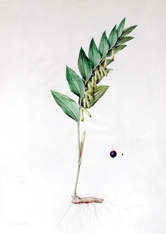 Pierre-Joseph Redouté (Belgian, 1759-1840), “Sweet-scented Solomon’s Seal” Polygonatum vulgare
