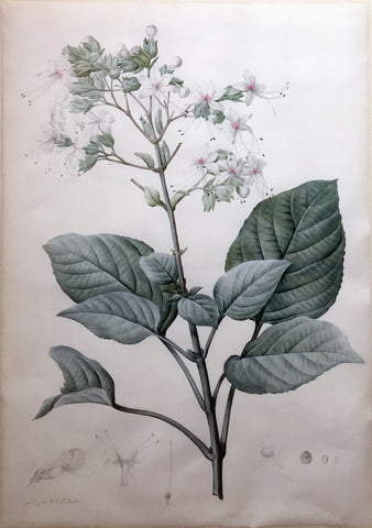Pierre-Joseph Redouté  (Belgian, 1759-1840), “Hill Glory Bower Flower”