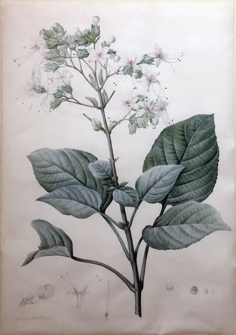 Pierre-Joseph Redouté (Belgian, 1759-1840), “Hill Glory Bower Flower”