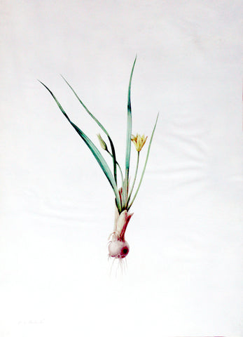 Pierre-Joseph Redouté (Belgian, 1759-1840), “Autumn Star” Hypoxis luzulaefolia