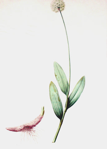 Pierre-Joseph Redouté (Belgian, 1759-1840), “Alpine Leek” Allium victorialis