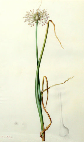 Pierre-Joseph Redouté (Belgian, 1759-1840), “Pale Garlic” Allium palens