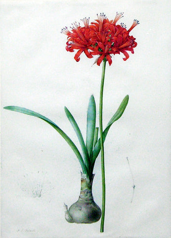 Pierre-Joseph Redouté (Belgian, 1759-1840), “Guernsey Lily” Amaryllis curvifolia