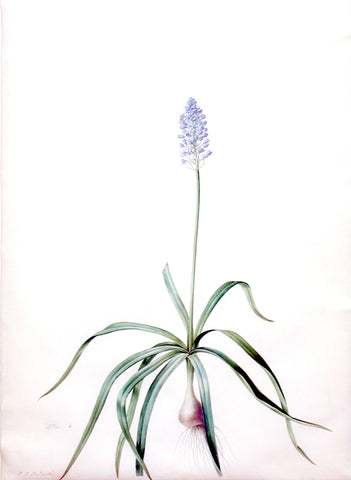 Pierre-Joseph Redouté (Belgian, 1759-1840), “Italian Squill” Scilla italica