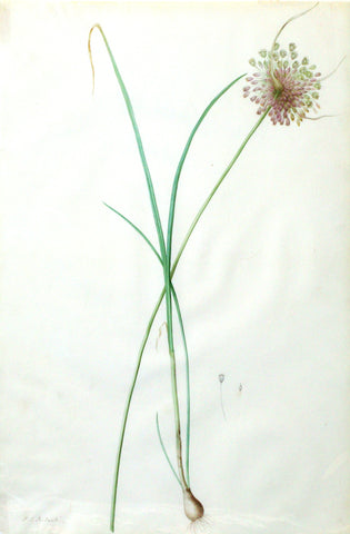 Pierre-Joseph Redouté  (Belgian, 1759-1840), “Clustered Garlic” Allium longispathum
