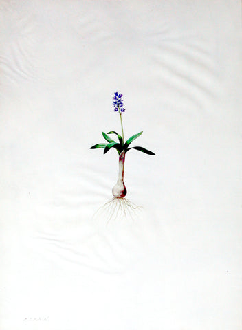 Pierre-Joseph Redouté (Belgian, 1759-1840), “North African Bluebell” Scilla lingulata