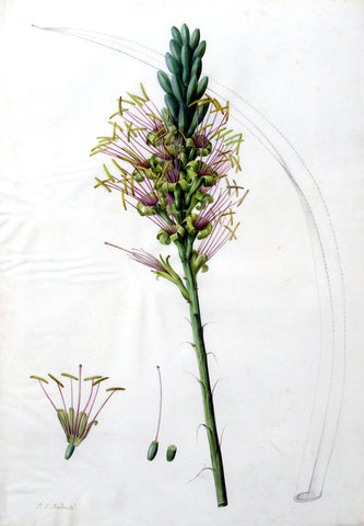 Pierre-Joseph Redouté (Belgian, 1759-1840), “Yucca-leaved Agave” Agave yuccaefolia (detail)