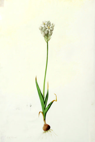 Pierre-Joseph Redouté (Belgian, 1759-1840), “Common Chincherinchee” Ornithogalum thyrsoides