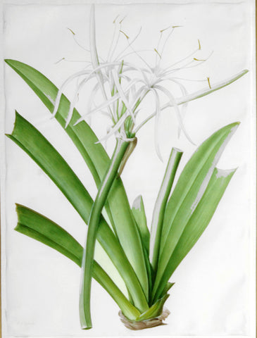 Pierre-Joseph Redouté  (Belgian, 1759-1840), “Caribbean New World Pancratius Lily” Pancratium declinatum