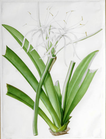 Pierre-Joseph Redouté (Belgian, 1759-1840), “Caribbean New World Pancratius Lily” Pancratium declinatum
