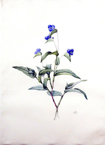 Pierre-Joseph Redouté  (Belgian, 1759-1840), “Mexican Day Flower” Commelina dubia