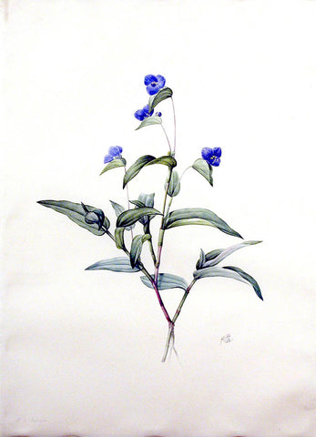 Pierre-Joseph Redouté (Belgian, 1759-1840), “Mexican Day Flower” Commelina dubia