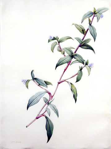 Pierre-Joseph Redouté (Belgian, 1759-1840), “Pale Commeline” Commelina rubens