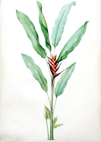 Pierre-Joseph Redouté (Belgian, 1759-1840), “Lobster Claw” Heliconia humilis