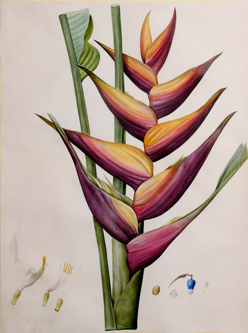 Pierre-Joseph Redouté  (Belgian, 1759-1840), “Lobster Claw” Heliconia humilis