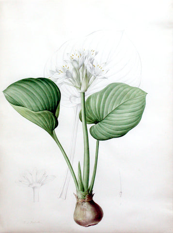 Pierre-Joseph Redouté (Belgian, 1759-1840), “Cardwell Lily or Christmas Lily” Pancratium amboinense