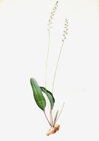 Pierre-Joseph Redouté (Belgian, 1759-1840), “Lance-leaved Woolseed” Eriospermum lanceaefolium